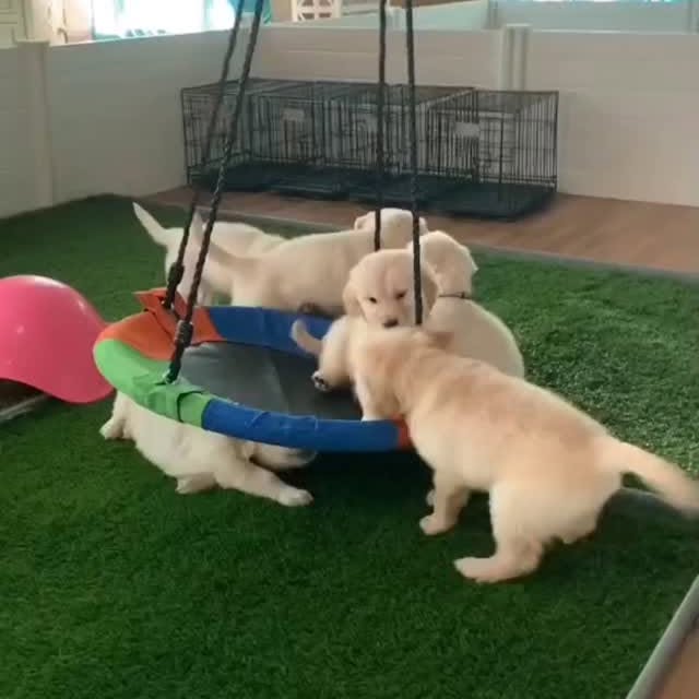  ......_puppy   'recent posts' 