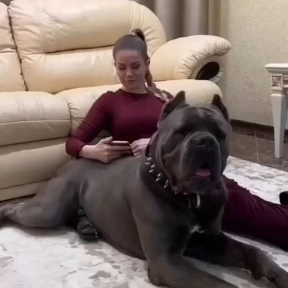  .........pet_world   'recent posts' 