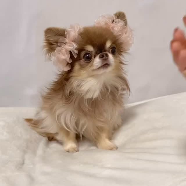  .......uapuppy   'recent posts' 
