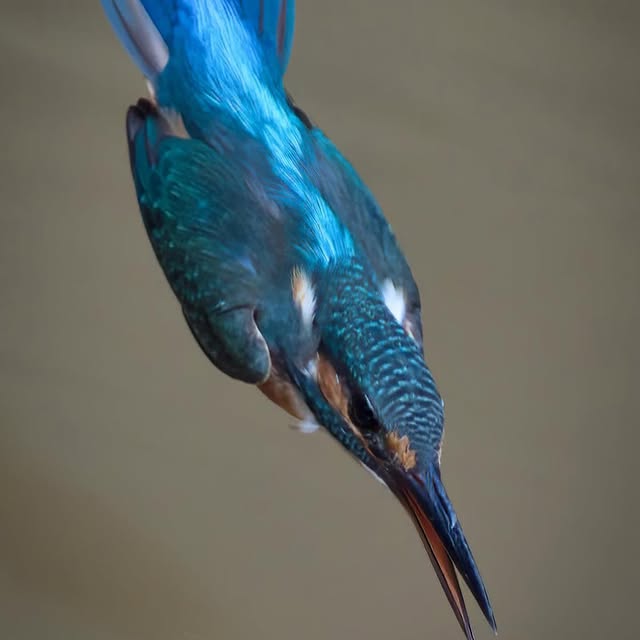  ......fehood   'recent posts' 