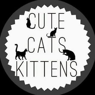 Hire Cats influencer with 243.6k followers on social