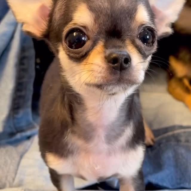  .......uapuppy   'recent posts' 