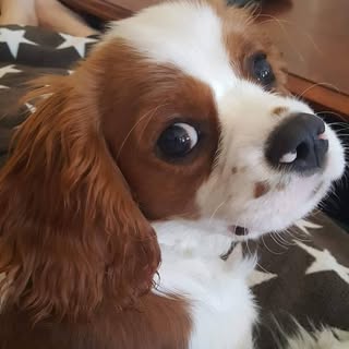 Hire .......superdog influencer with 11k