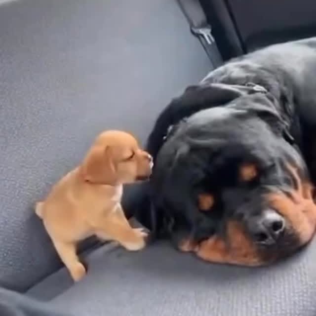  .....nimals   'recent posts' 