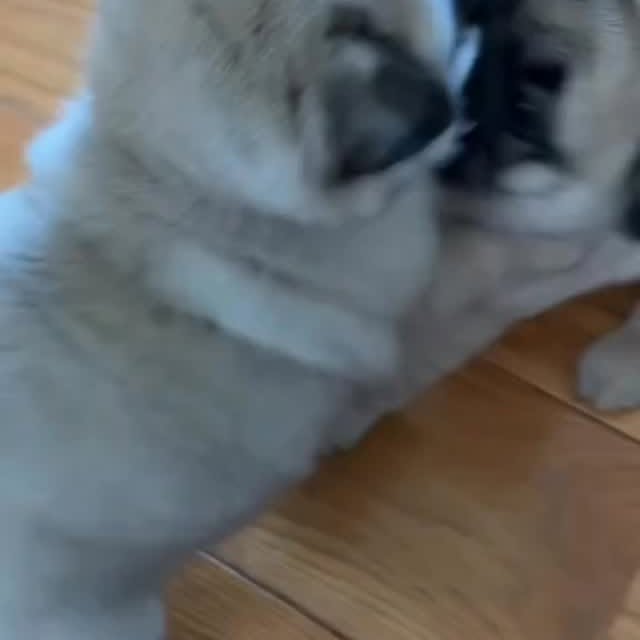  .....of.pug   'recent posts' 