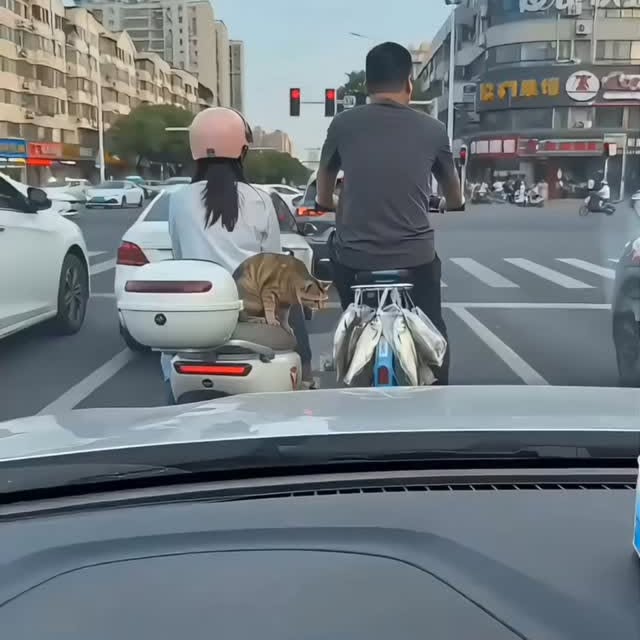  .......skittens   'recent posts' 