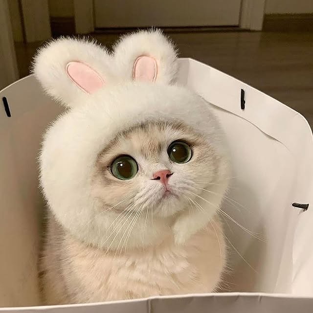  .....kuties   'recent posts' 