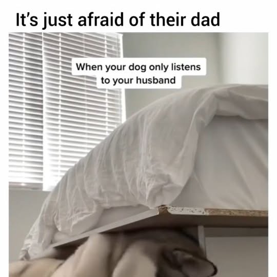  .....ibess   'recent posts' 