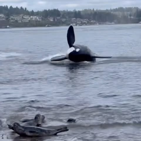  .....amemes   'recent posts' 