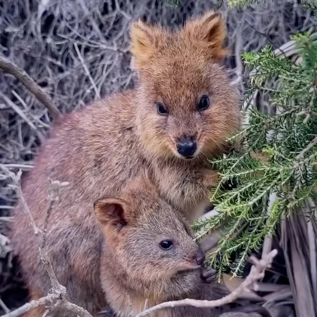  ......quokkas   'recent posts' 