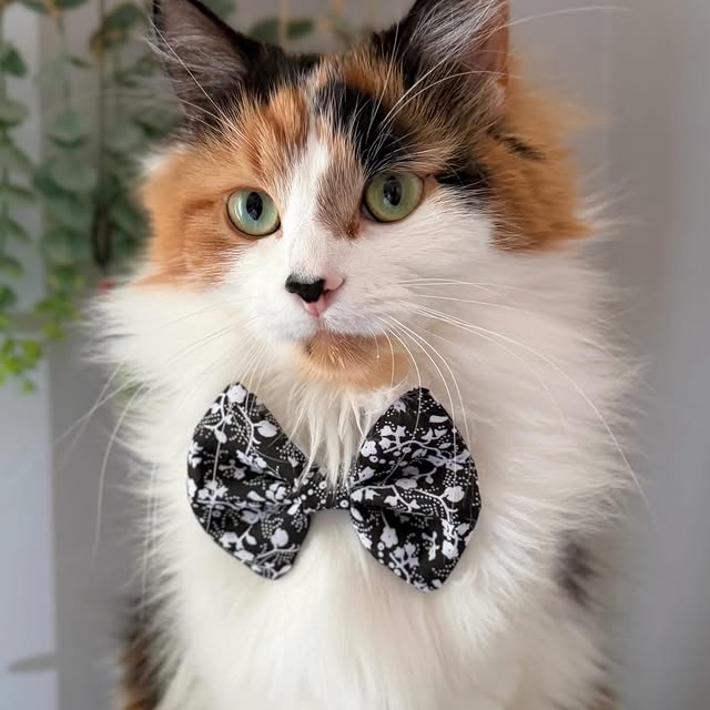  .........tofficial   'recent posts' 