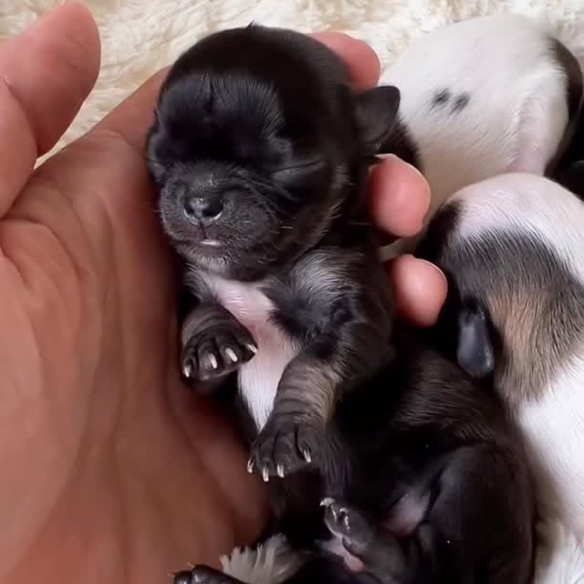  .......uapuppy   'recent posts' 