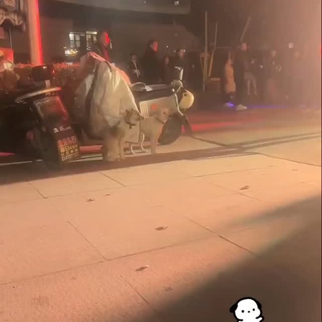  .....nimals   'recent posts' 