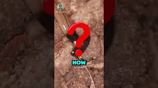  .....azify  'recent videos' 