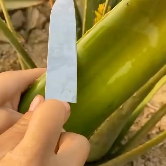  ......naturee   'recent posts' 