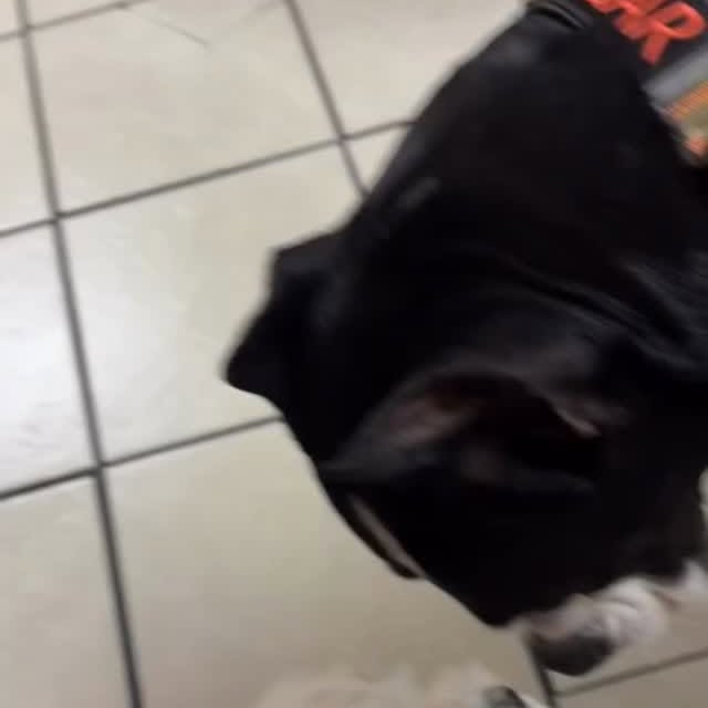  .........pet_world   'recent posts' 