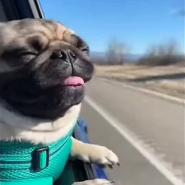  .....of.pug   'recent posts' 