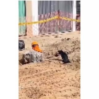  ......tpuppy   'recent posts' 