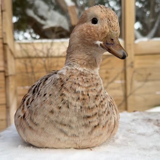  ........ckstatue   'recent posts' 