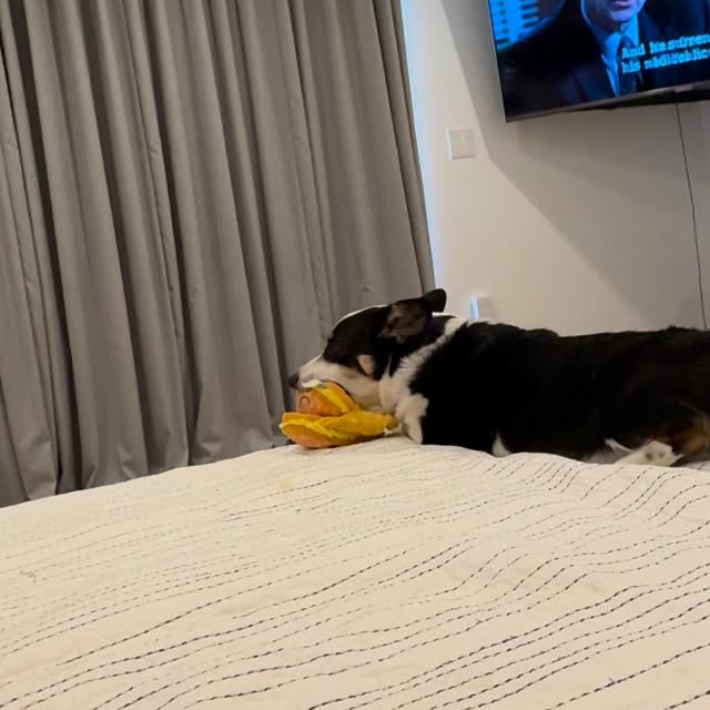  .....corgis   'recent posts' 