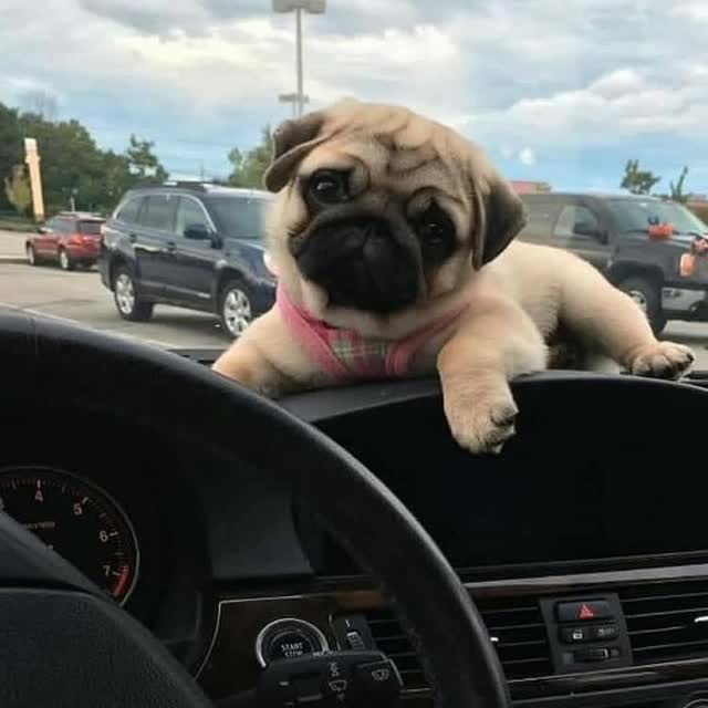  .....of.pug   'recent posts' 