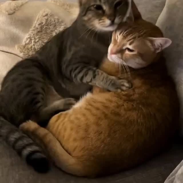  .......piecats   'recent posts' 