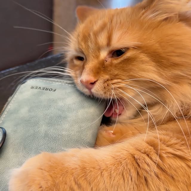  .........tofficial   'recent posts' 