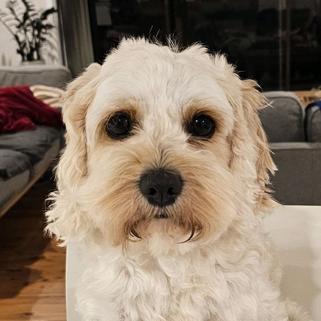 Hire ........ycavoodle influencer with 1.1k