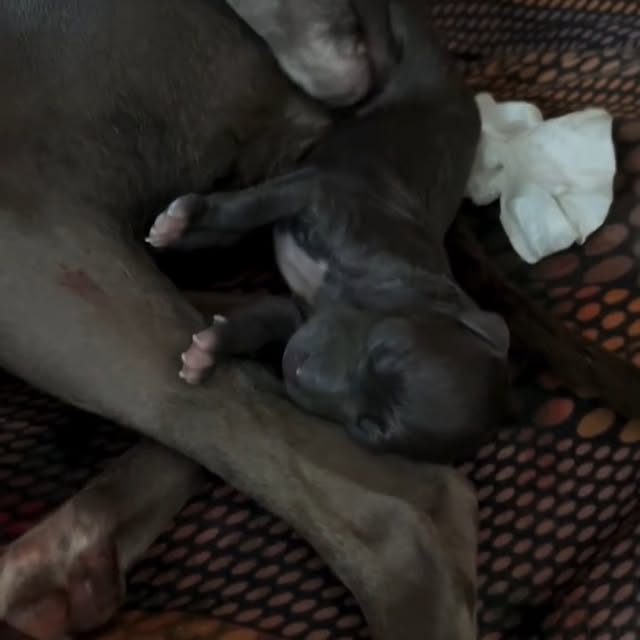  .....eiggy   'recent posts' 