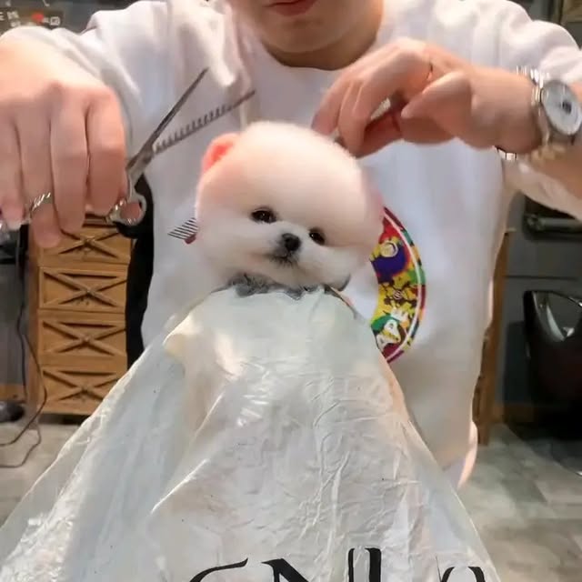  .....paw   'recent posts' 