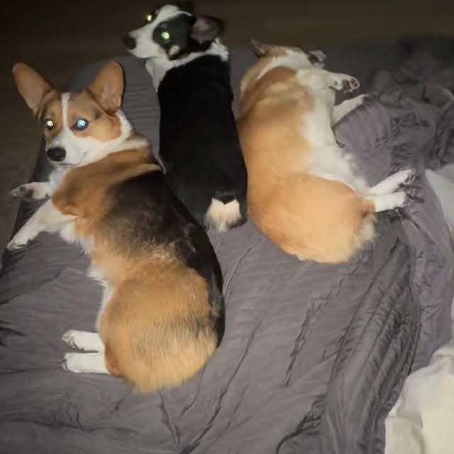  .....corgis   'recent posts' 