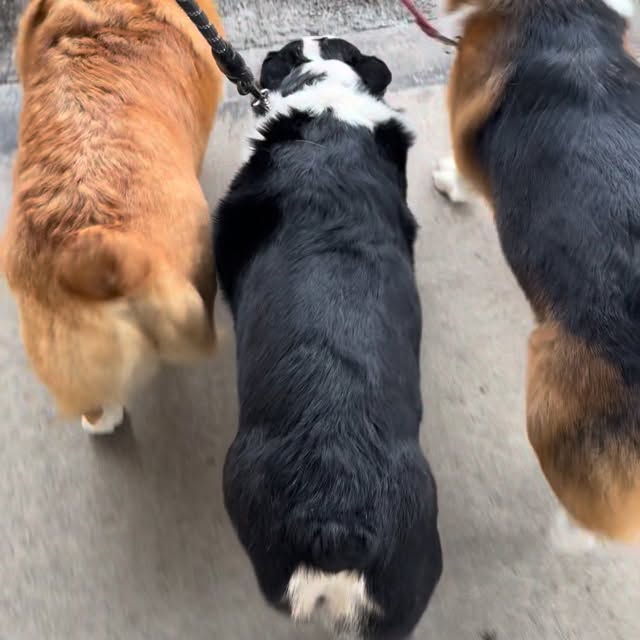  .....corgis   'recent posts' 
