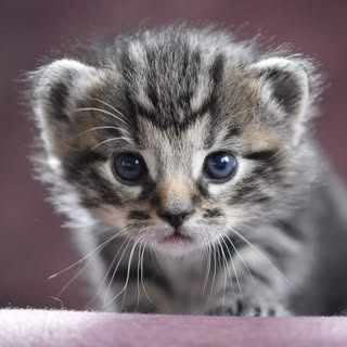 Hire ......hirsty influencer with 25.8k