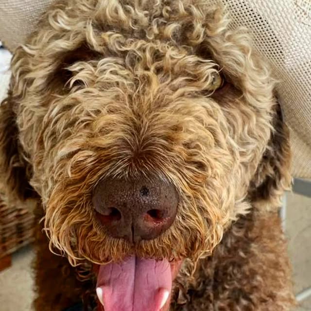  .........bradoodle   'recent posts' 