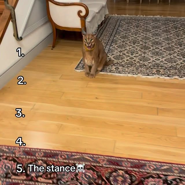  ......aracal   'recent posts' 