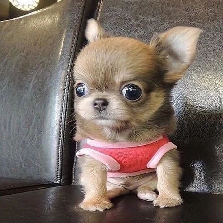 Hire .......ytiktok influencer with 399.5k