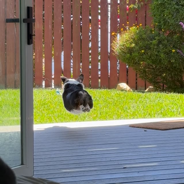  .....corgis   'recent posts' 