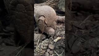  .....rthTv  'recent videos' 