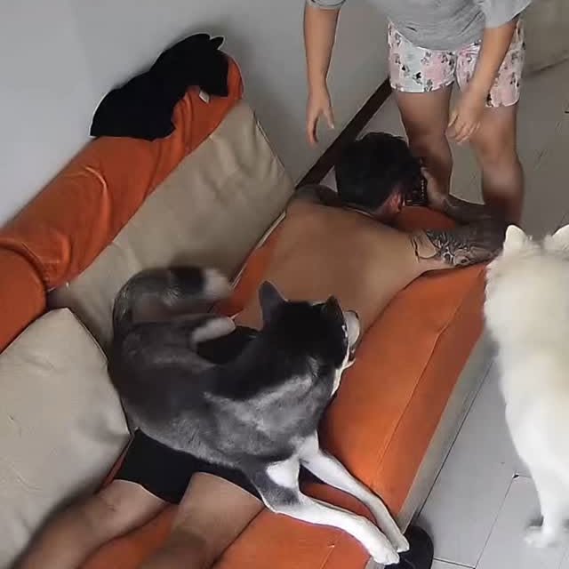  .....nimals   'recent posts' 