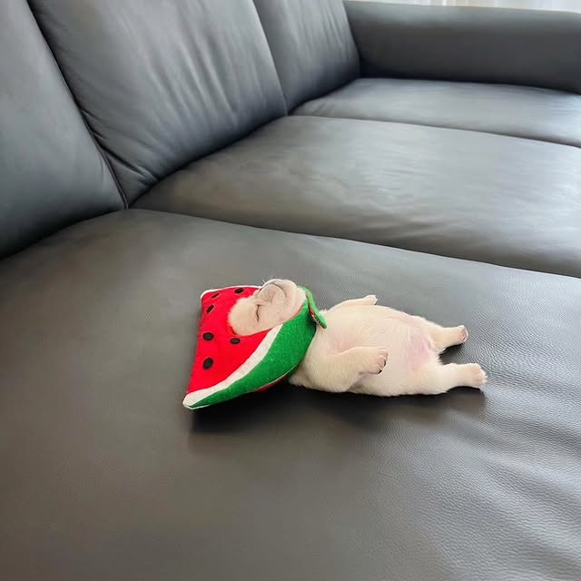  ..........ldogs_only   'recent posts' 