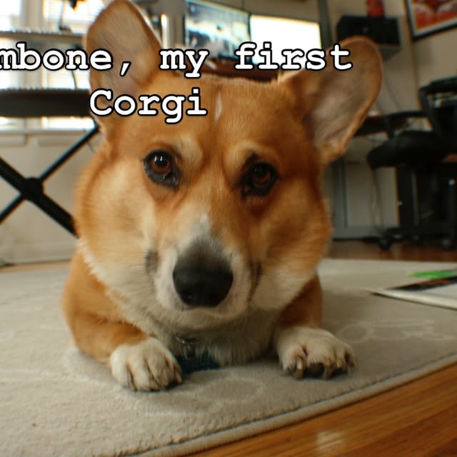  .....corgis   'recent posts' 