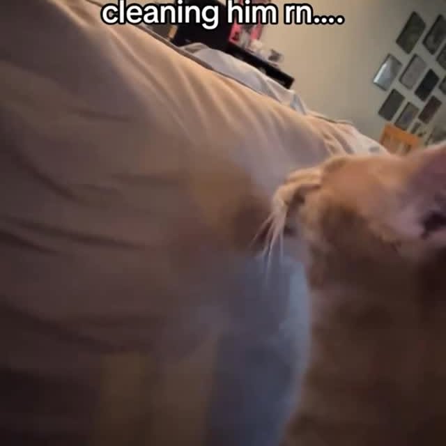  ...........irtonguesout   'recent posts' 