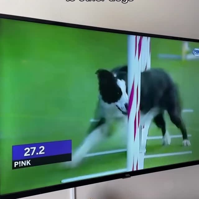  .....nimals   'recent posts' 