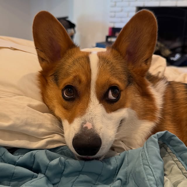  .....corgis   'recent posts' 