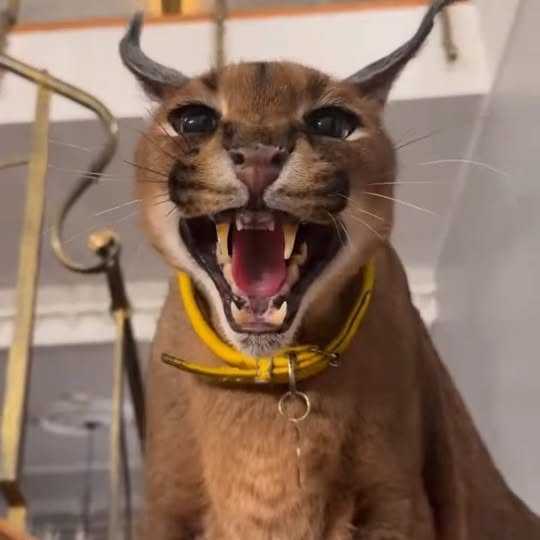  ......entpix   'recent posts' 