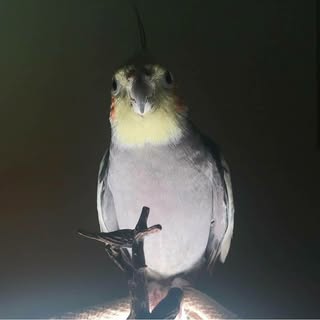 Hire .......elbirdz influencer with 95.9k