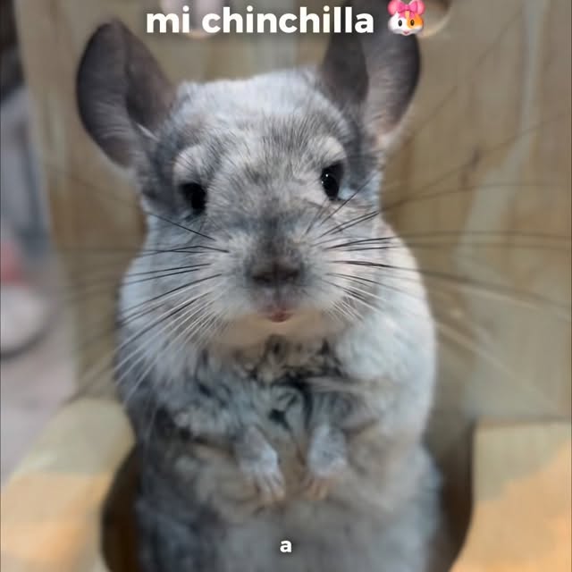  ........del_exito   'recent posts' 