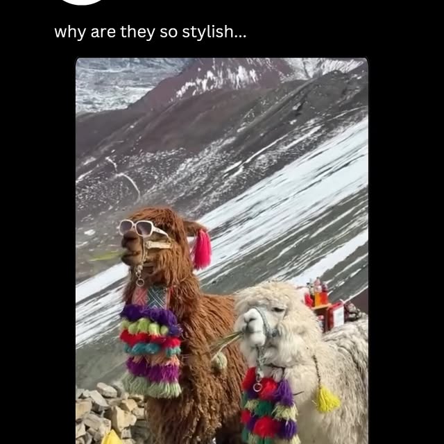  .....pawsz   'recent posts' 