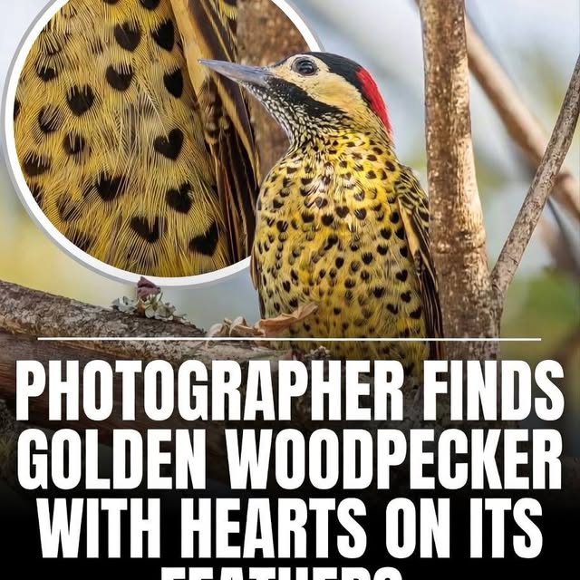  .....ervor   'recent posts' 