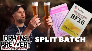  .......Brewery  'recent videos' 